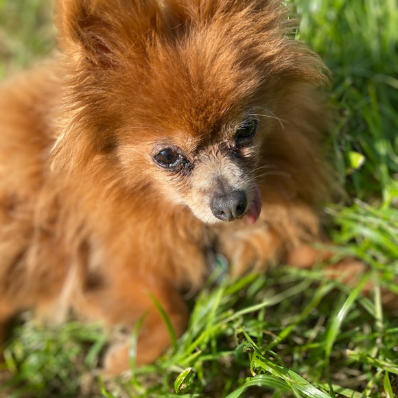 Meet your Posher, Amy - Picture 1 of 1